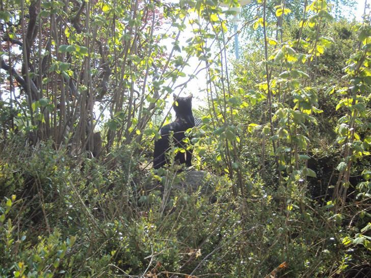 Huskat Newton R.I.P billede 16