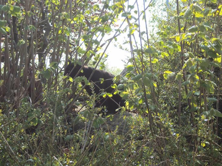 Huskat Newton R.I.P billede 17