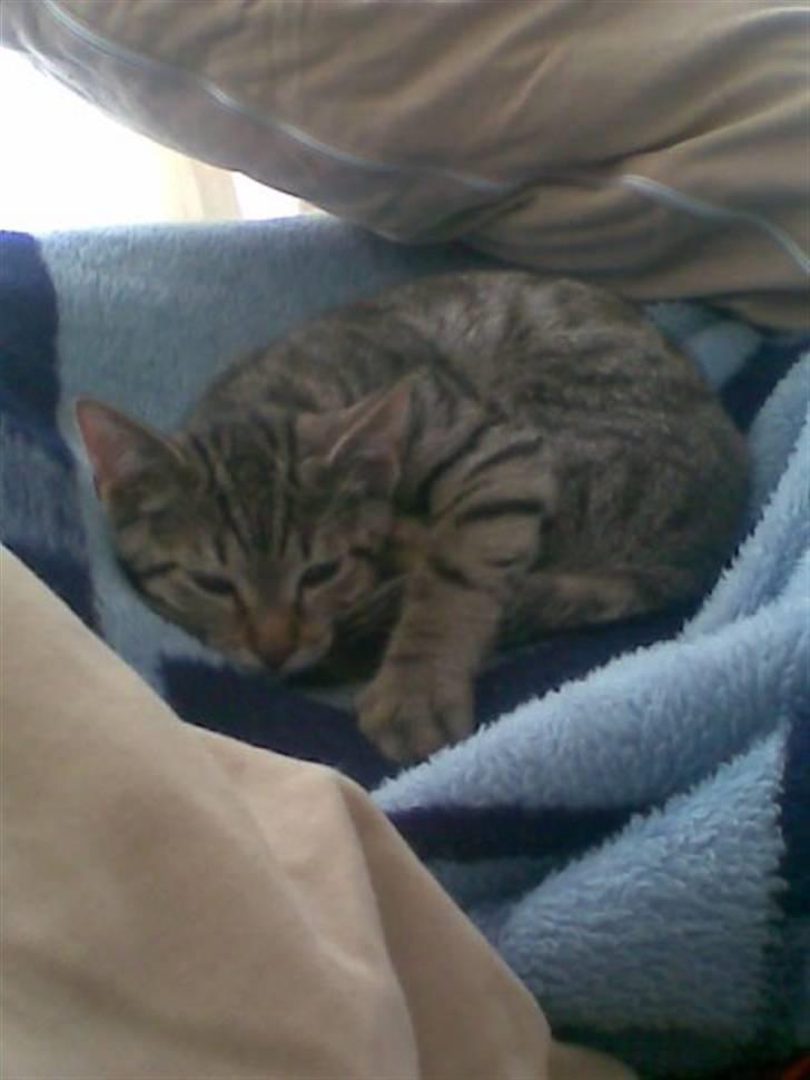 Huskat Mayer billede 1