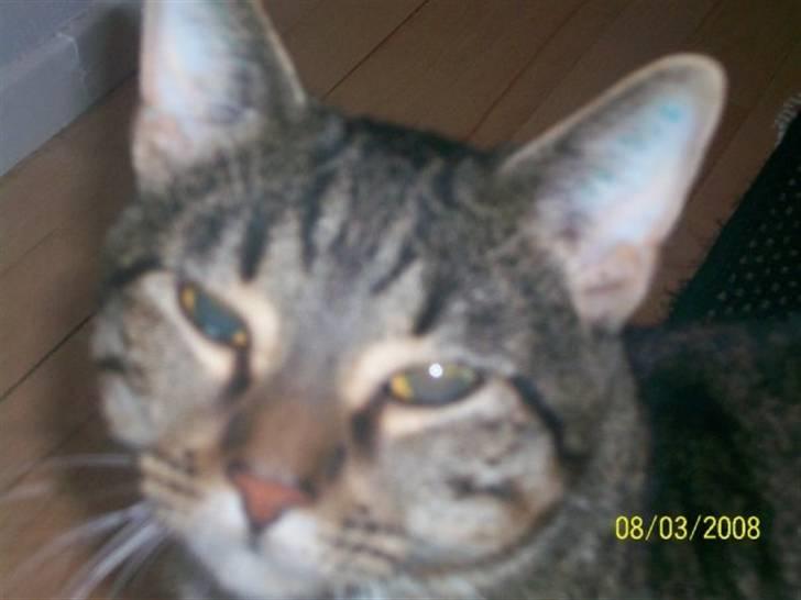 Huskat Mayer billede 2