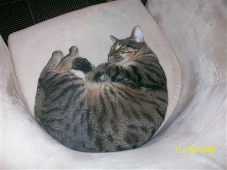 Huskat Mayer billede 3