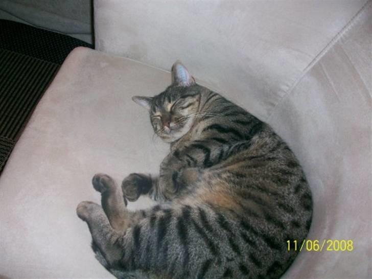 Huskat Mayer billede 4