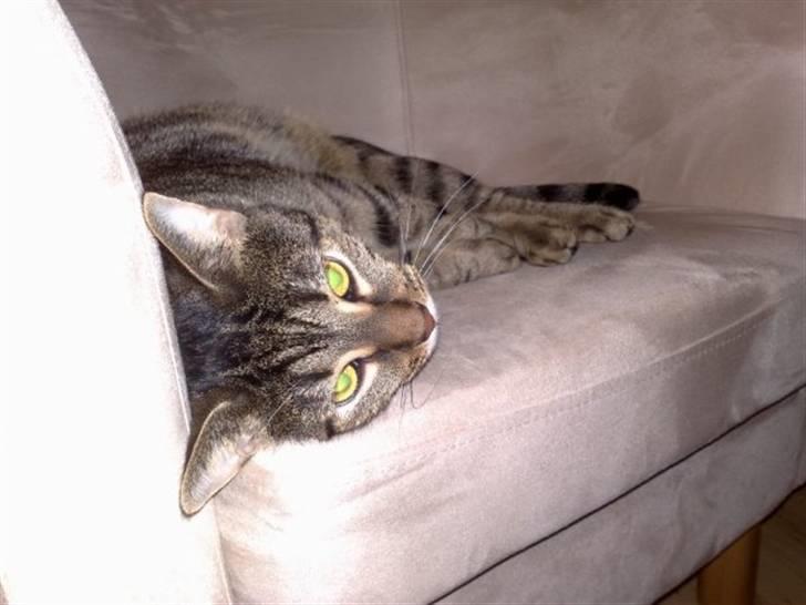 Huskat Mayer billede 5