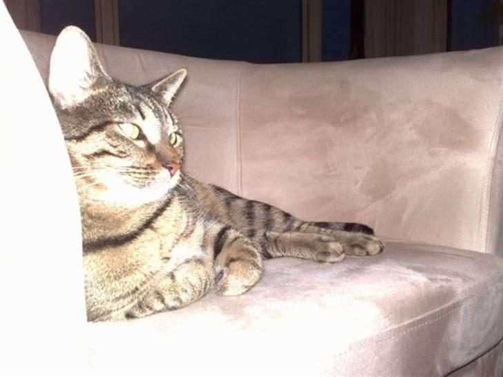 Huskat Mayer billede 6