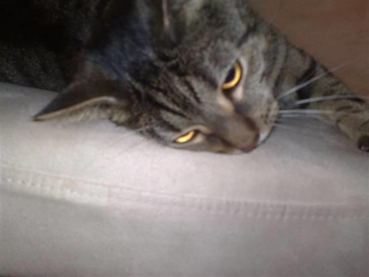 Huskat Mayer billede 7