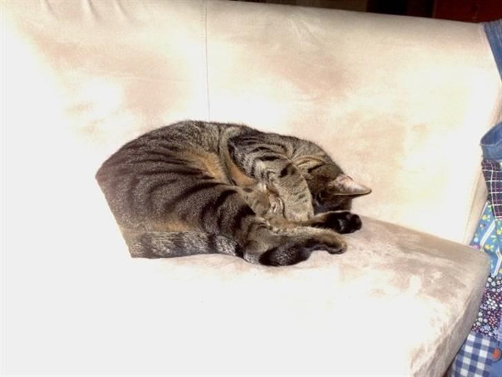 Huskat Mayer - Titte bøh billede 8