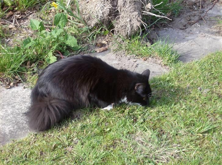 Blanding af racer mista ( aflivet) billede 2