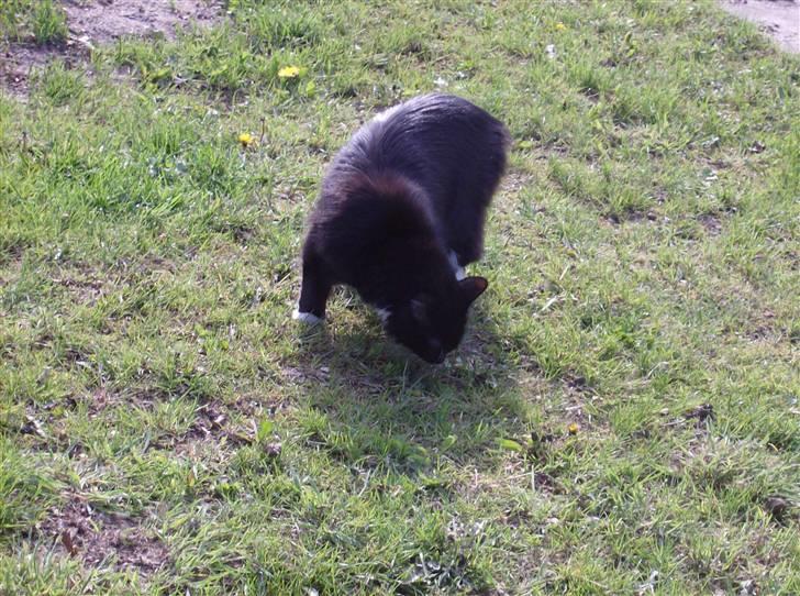 Blanding af racer mista ( aflivet) billede 3