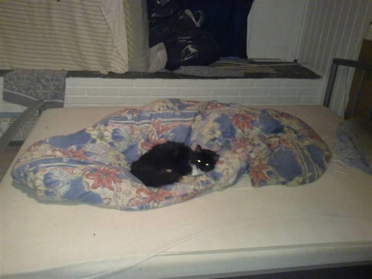 Blanding af racer mista ( aflivet) billede 4