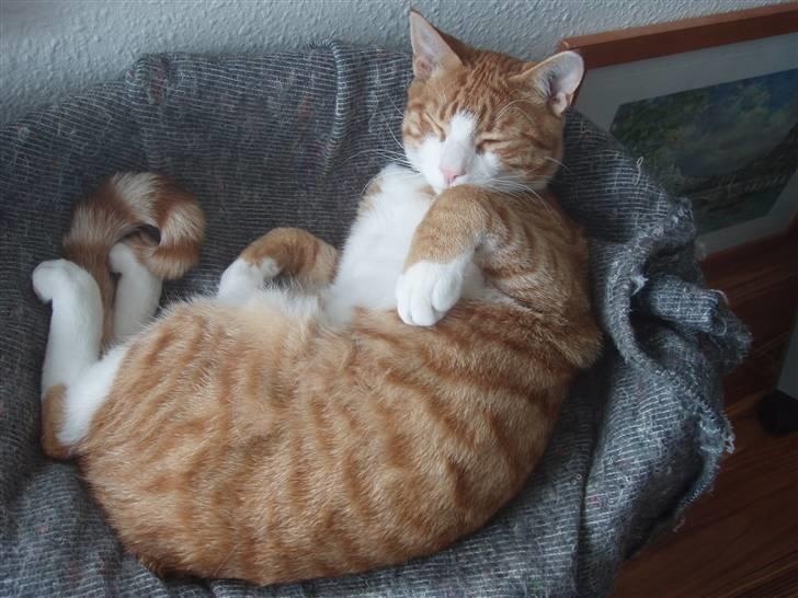 Huskat Oliver billede 8