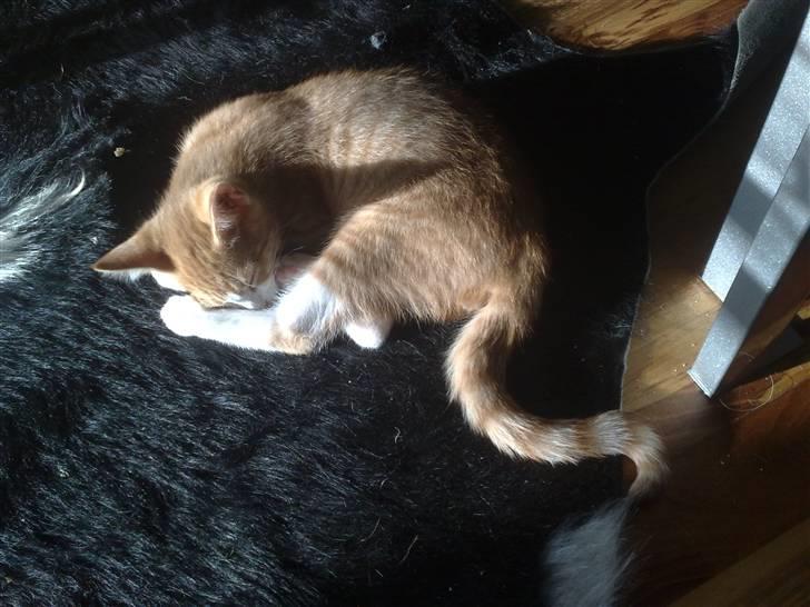 Huskat Oliver billede 9