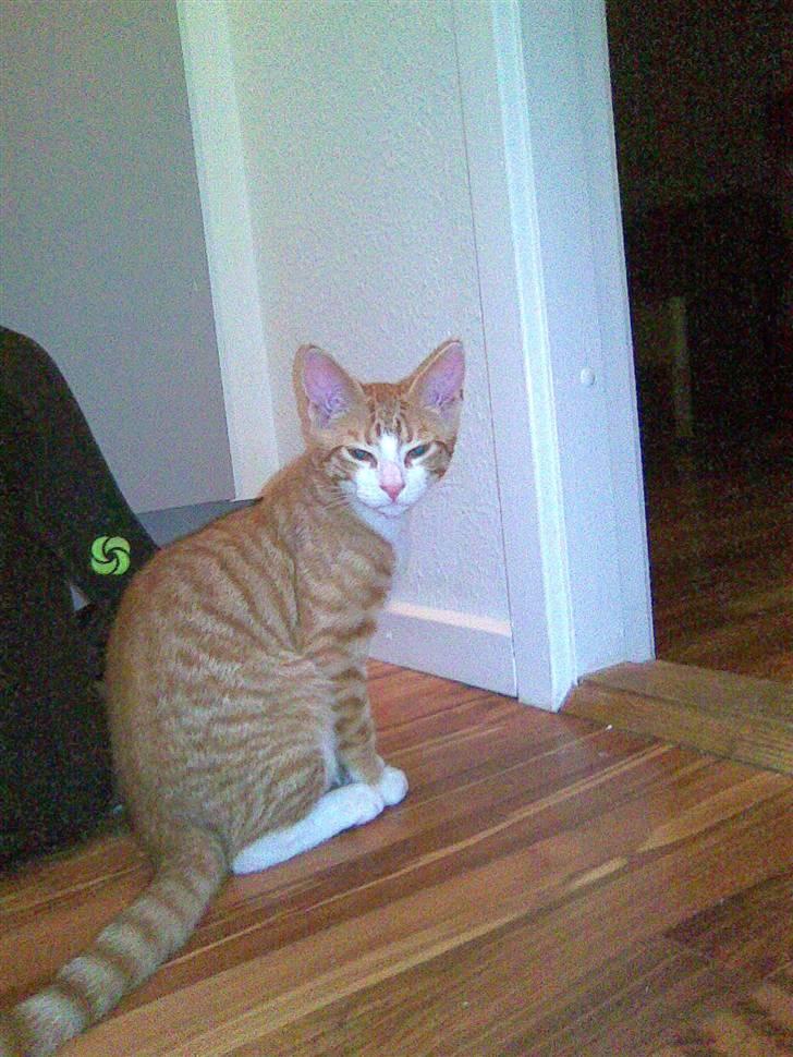 Huskat Oliver billede 10