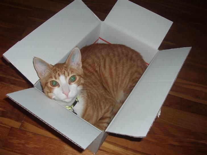 Huskat Oliver billede 11