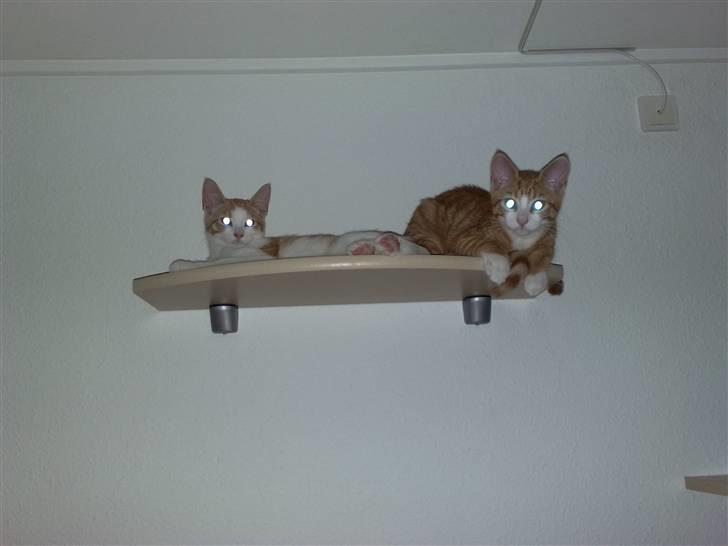 Huskat Oliver - Ikke noget så godt som at hygge med storebror billede 12