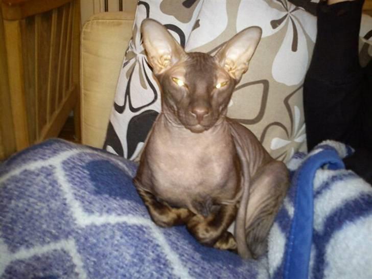 Peterbald Bare Essentials X Soma - Vores store dreng <3 billede 1