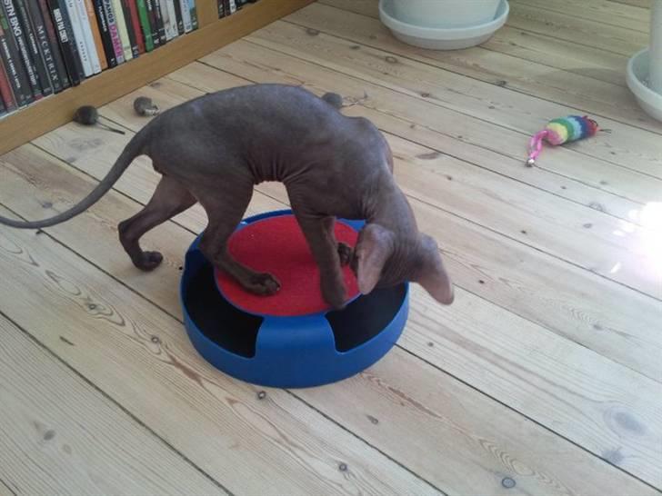 Peterbald Bare Essentials X Soma - Soma der leger .. billede 2