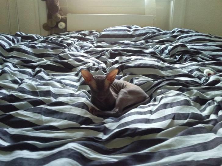 Peterbald Bare Essentials X Soma - Soma der ligger og slapper af på sengen .. billede 3