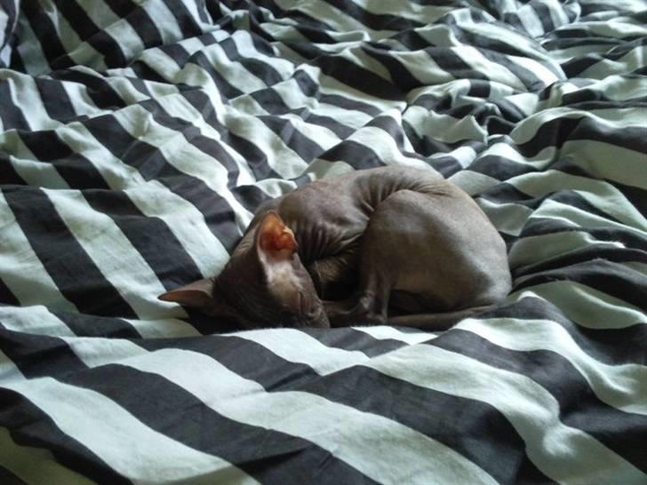 Peterbald Bare Essentials X Soma - Soma der er faldet i søvn på sengen .. billede 4