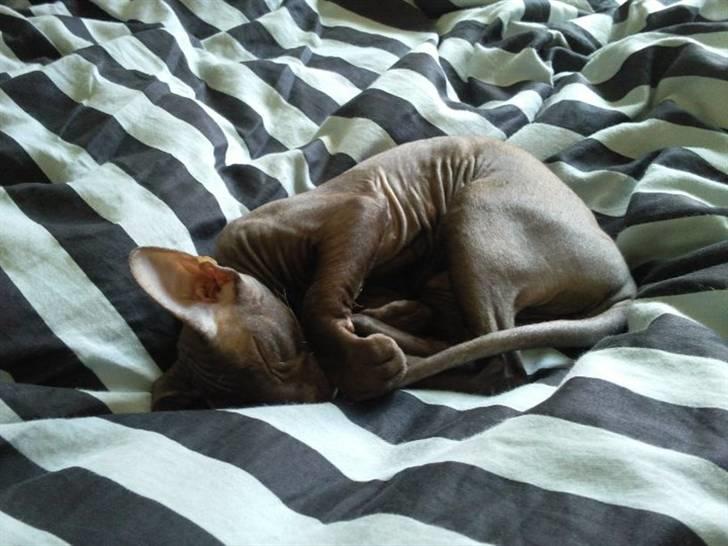 Peterbald Bare Essentials X Soma - Soma der er faldet i søvn på sengen .. billede 5