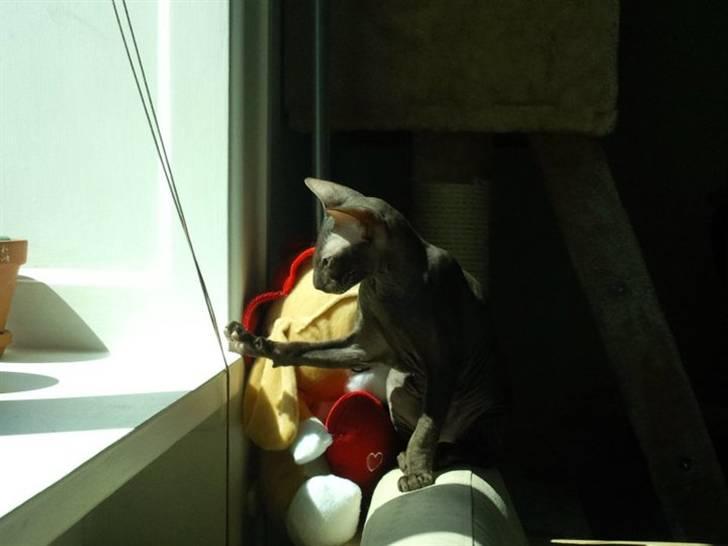 Peterbald Bare Essentials X Soma - Soma leger med snoren til persiennerne .. billede 6