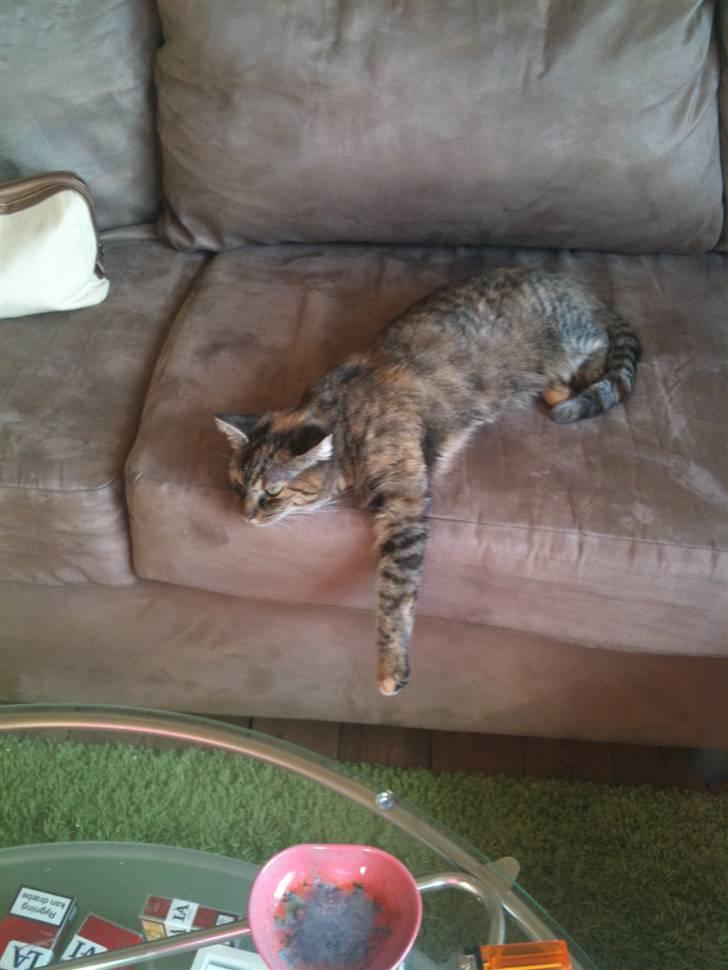 Huskat Baily billede 6