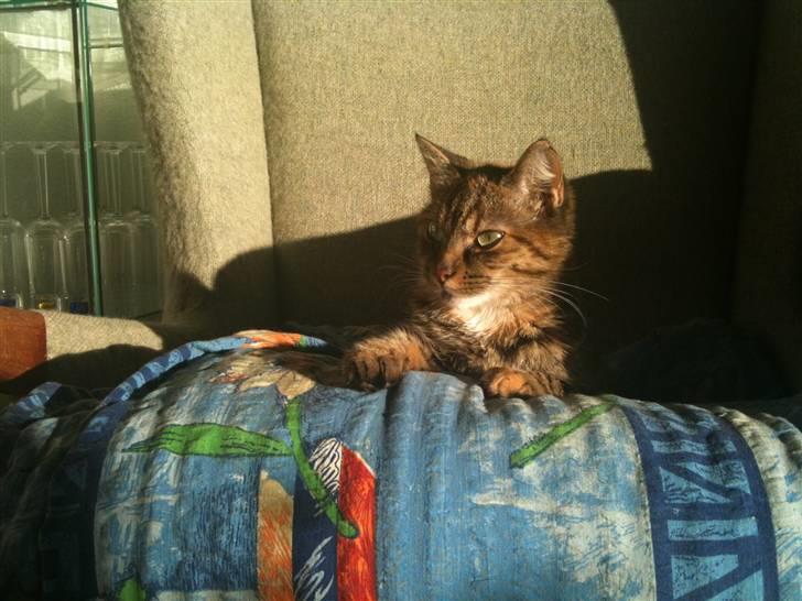 Huskat Baily billede 7