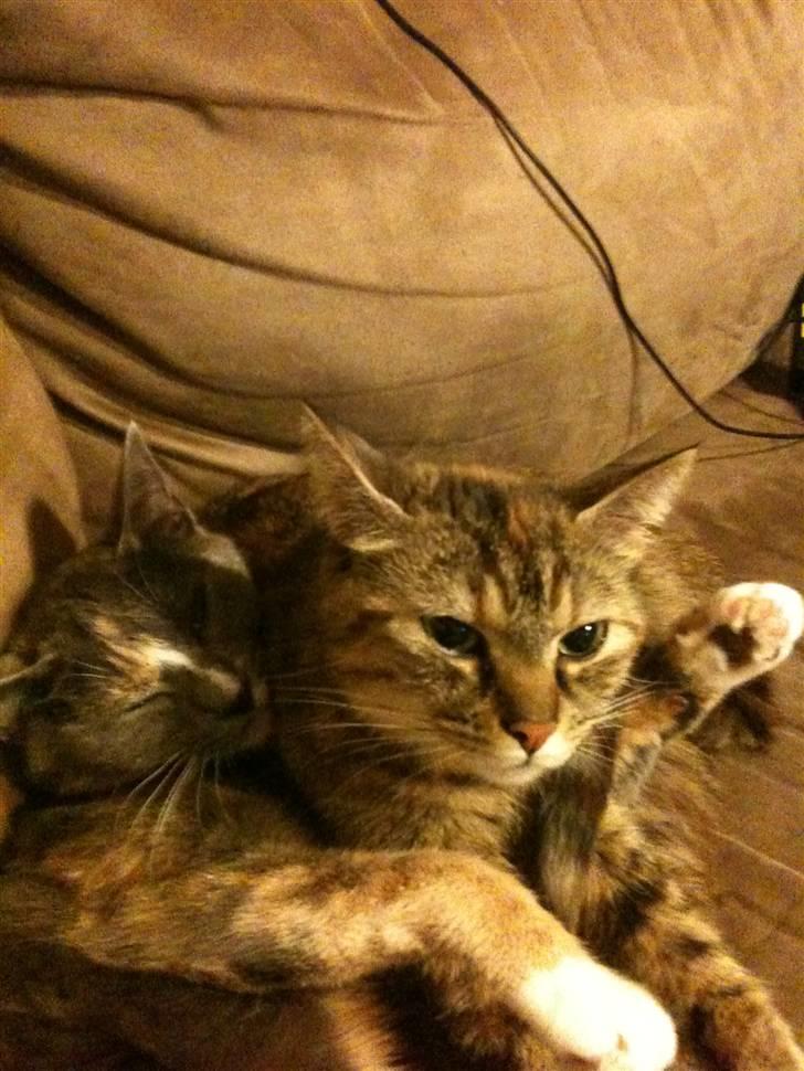 Huskat Baily billede 8