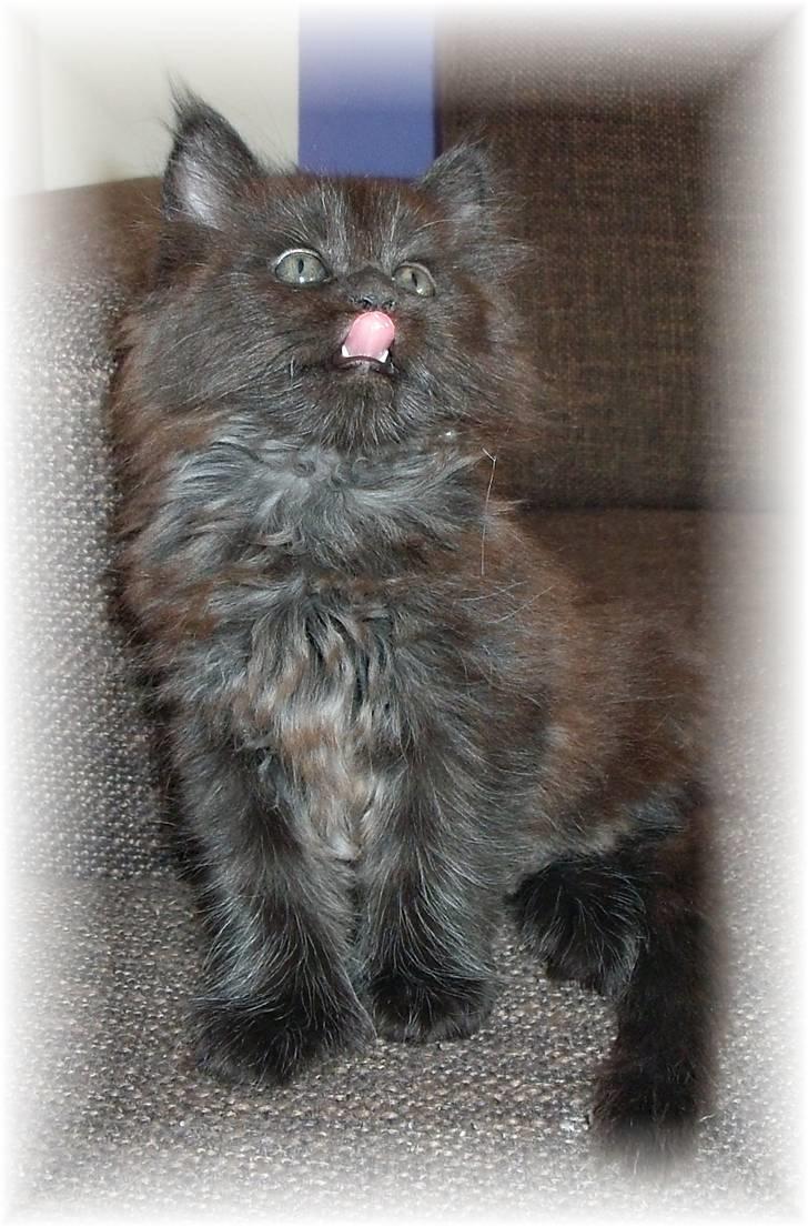 Blanding af racer Aslan P - kaldes det her at tigge billede 4