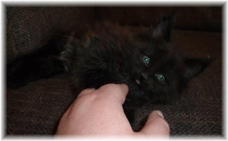 Blanding af racer Aslan P - leger med mor... billede 5