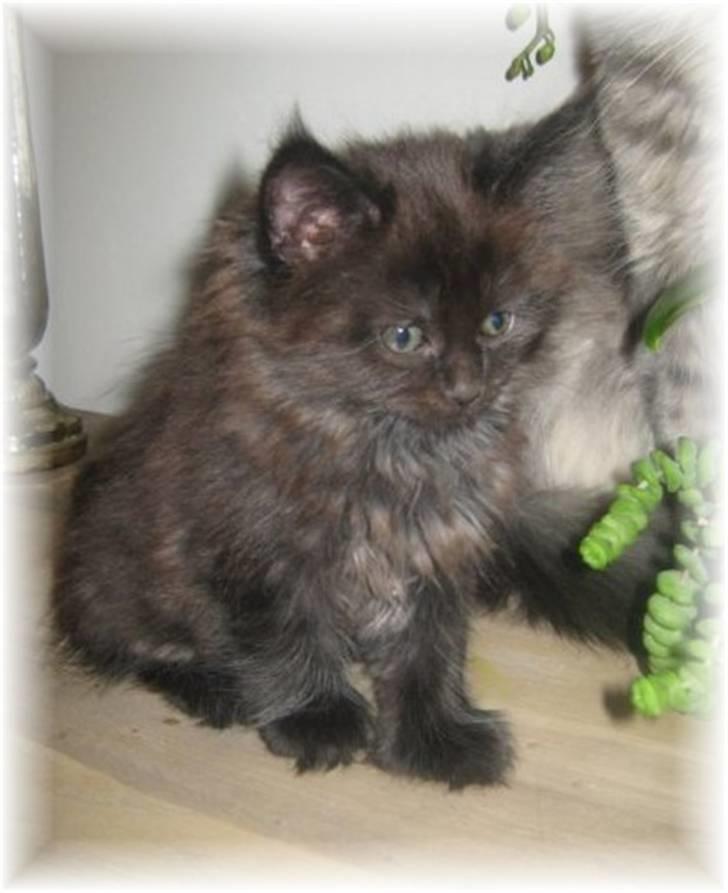 Blanding af racer Aslan P - hvordan poserer man lige ?? billede 6