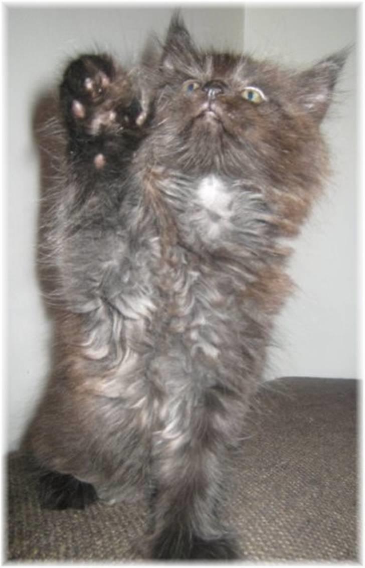 Blanding af racer Aslan P - se min fine poly-pote billede 7