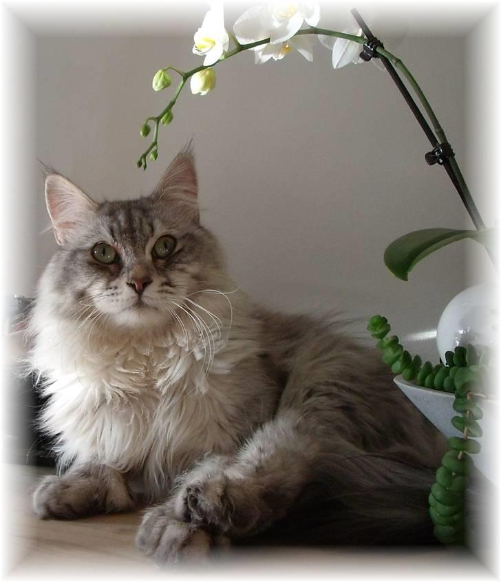 Blanding af racer Aslan P - det her er min far Norton. billede 9