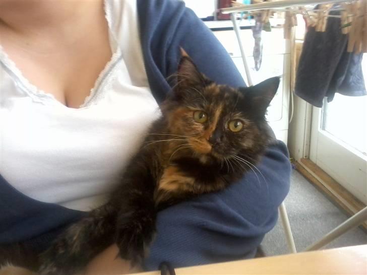 Maine Coon Zena billede 12