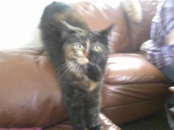 Maine Coon Zena billede 13