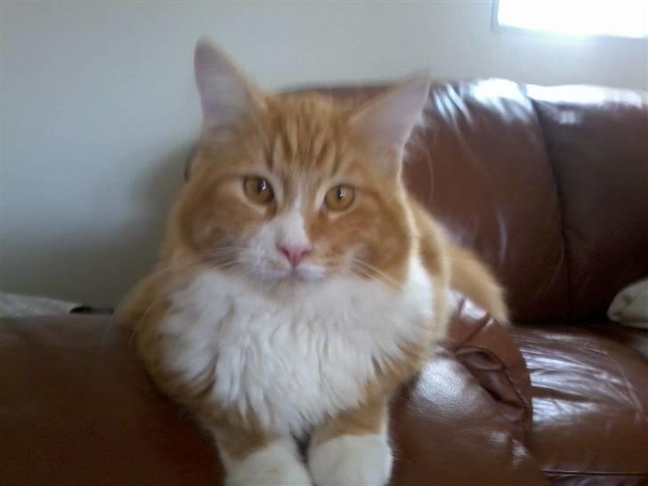 Maine Coon Purp billede 13