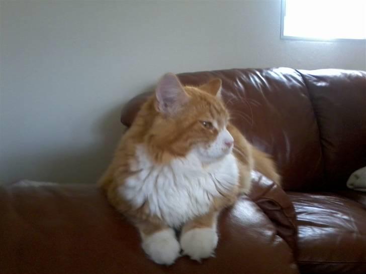 Maine Coon Purp billede 14