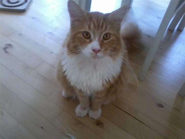 Maine Coon Purp billede 15