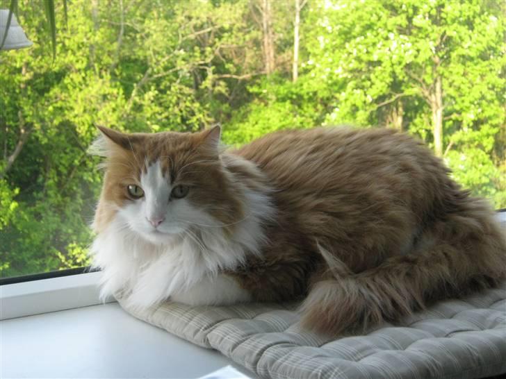 Maine Coon Maggi /u. stamtavle billede 1