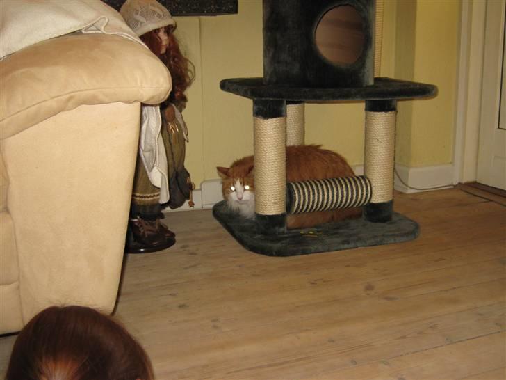 Maine Coon Maggi /u. stamtavle - D. 11.5.10 - Lige ankommet til sit nye hjem billede 2