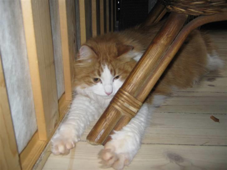 Maine Coon Maggi /u. stamtavle billede 4