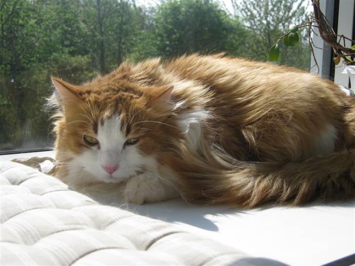 Maine Coon Maggi /u. stamtavle billede 5