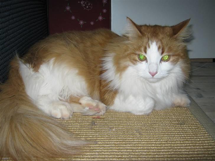Maine Coon Maggi /u. stamtavle billede 6