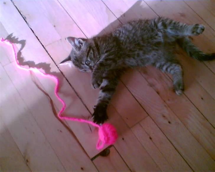 Huskat Trip billede 1