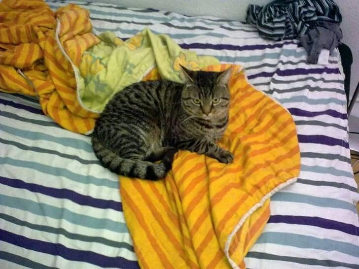 Huskat Trip billede 2