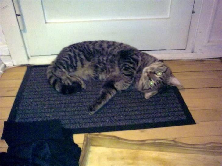 Huskat Trip billede 3