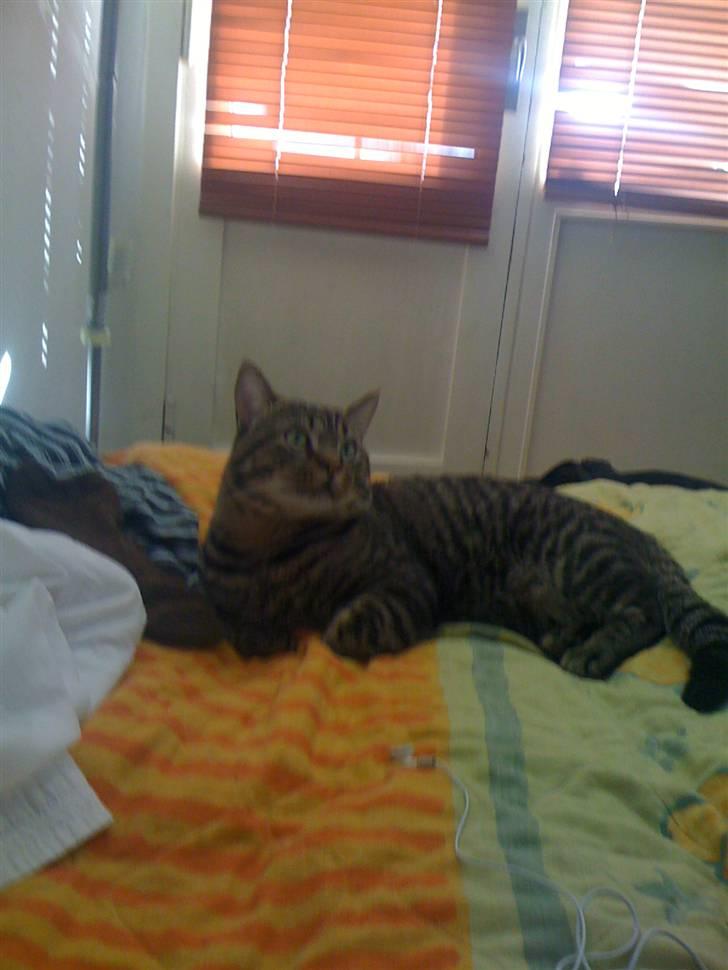 Huskat Trip billede 4