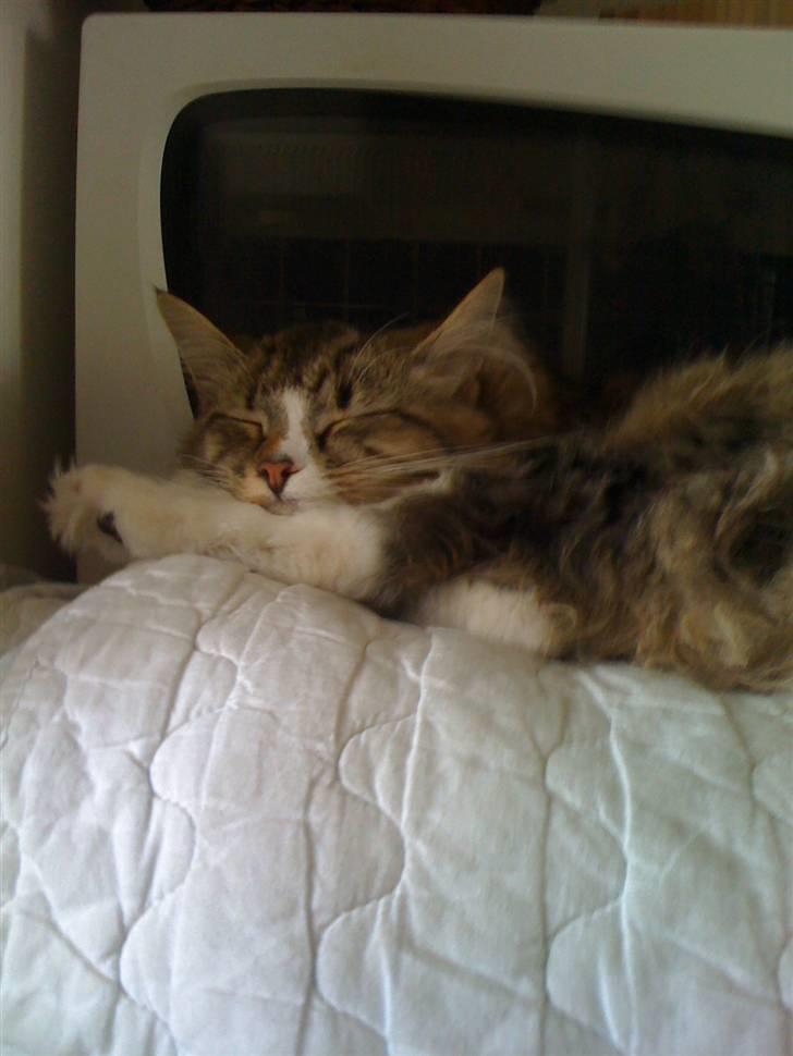 Norsk Skovkat Fifi billede 1