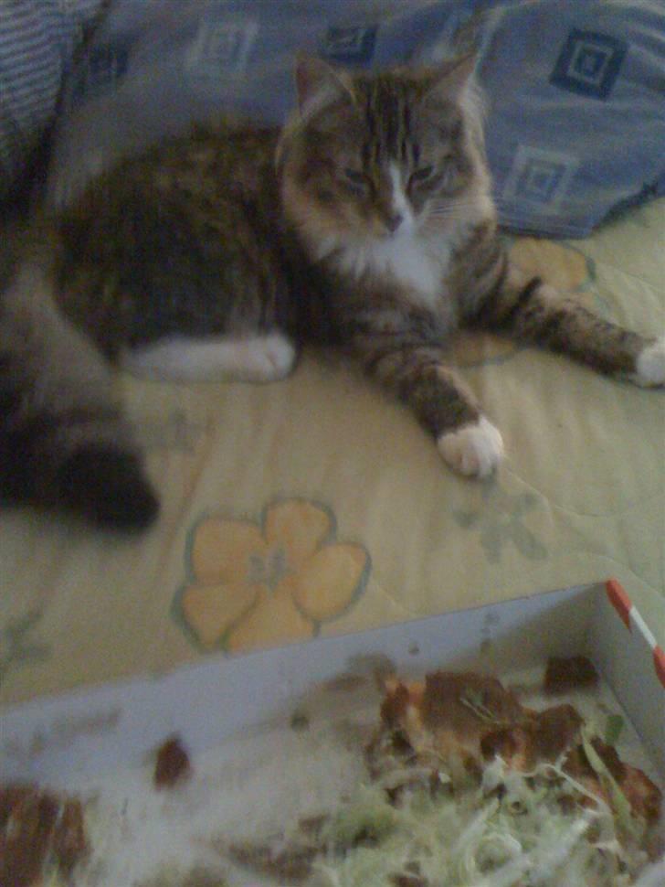 Norsk Skovkat Fifi billede 2