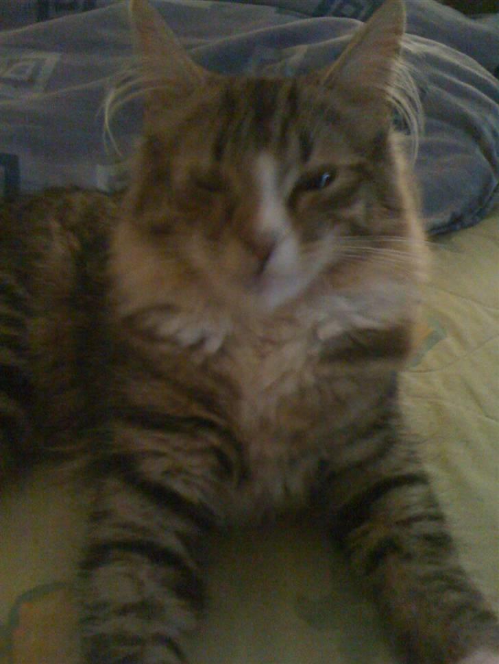 Norsk Skovkat Fifi billede 3