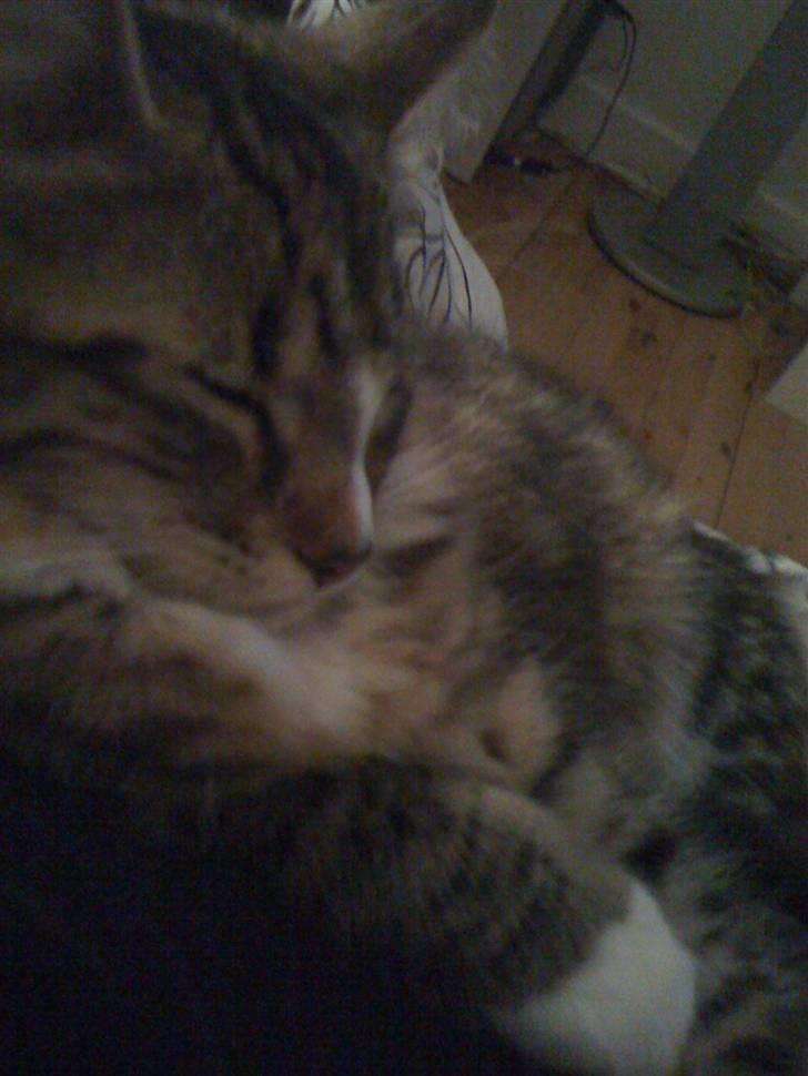 Norsk Skovkat Fifi billede 4